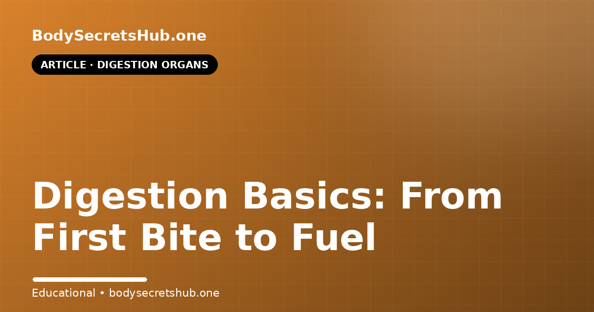 Digestion Basics: From First Bite to Fuel