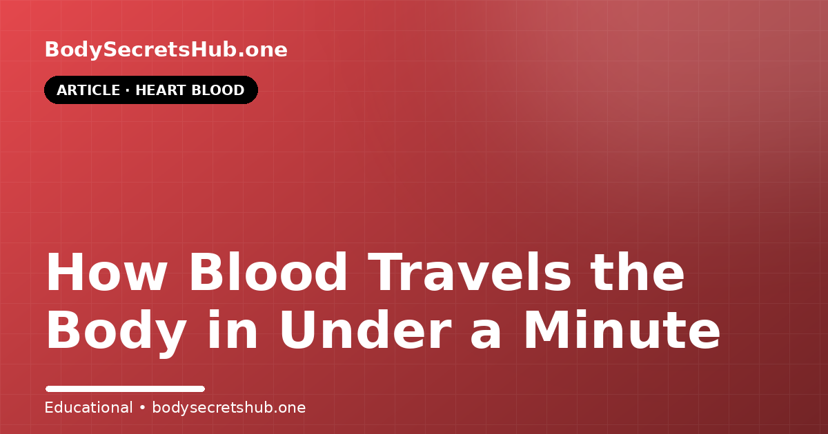 How Blood Travels the Body in Under a Minute