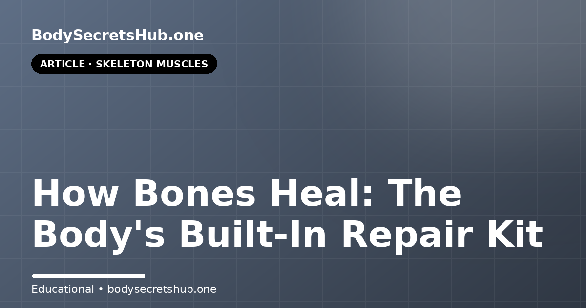 How Bones Heal: The Body's Built-In Repair Kit