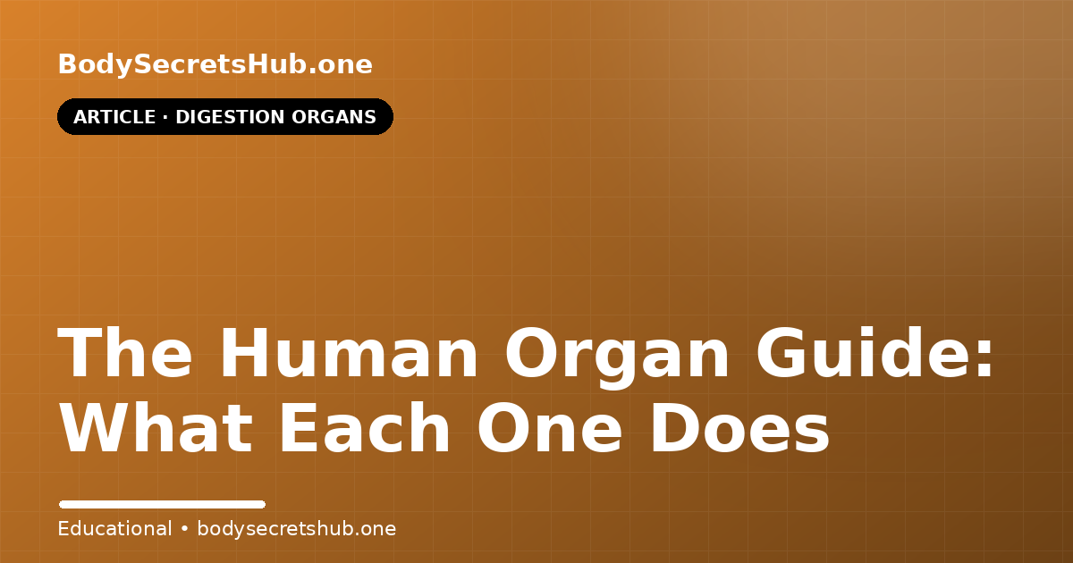 The Human Organ Guide: What Each One Does
