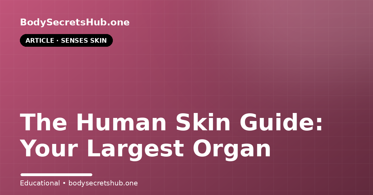The Human Skin Guide: Your Largest Organ