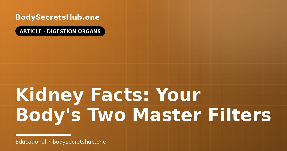 Kidney Facts: Your Body's Two Master Filters