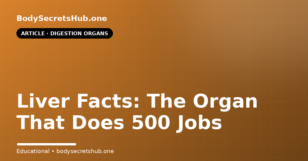 Liver Facts: The Organ That Does 500 Jobs