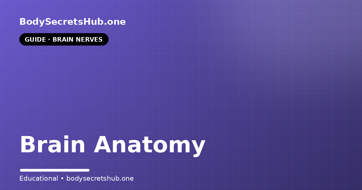Brain Anatomy — illustrated overview