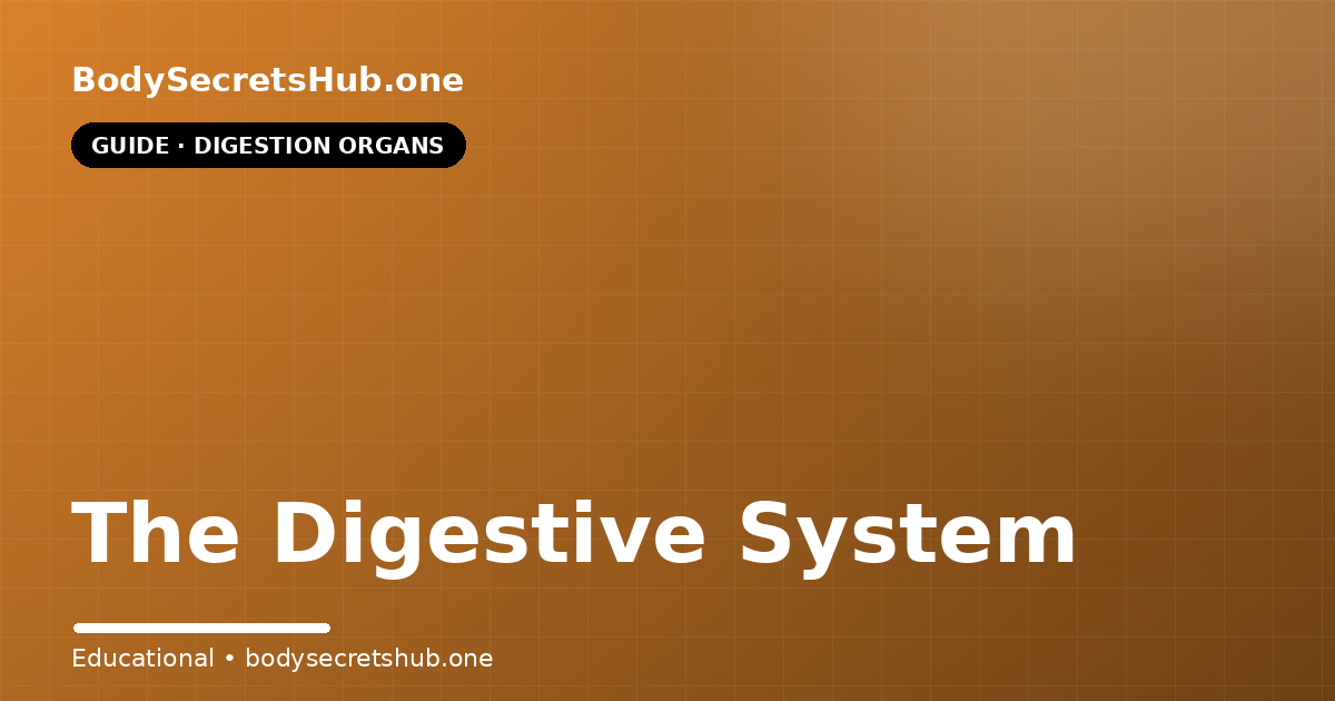 The Digestive System — illustrated overview
