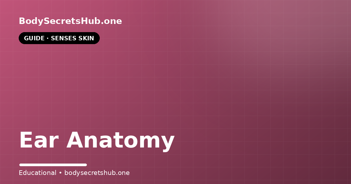 Ear Anatomy — illustrated overview