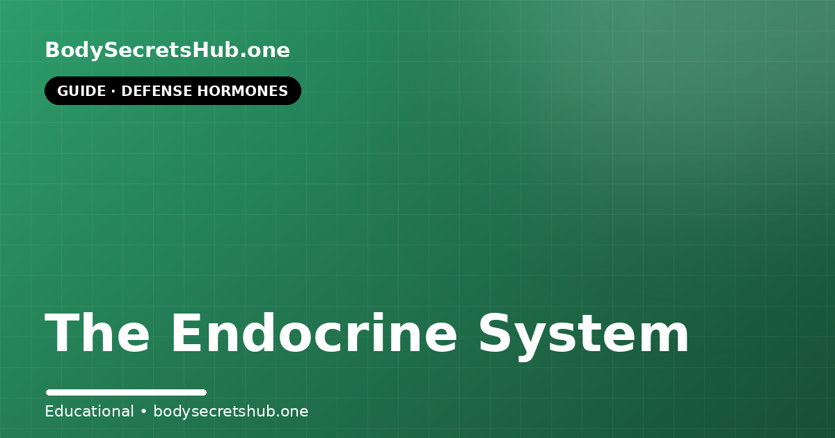 The Endocrine System — illustrated overview
