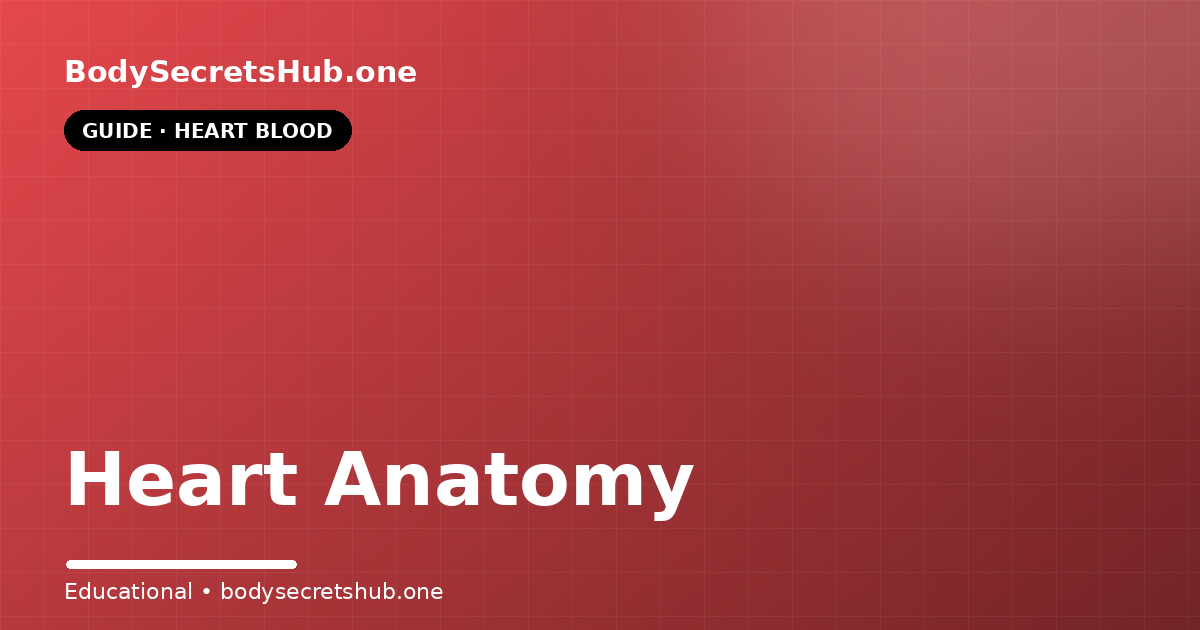 Heart Anatomy — illustrated overview