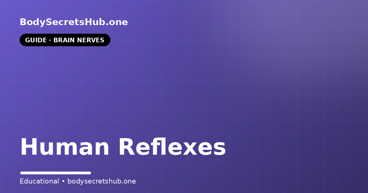 Human Reflexes — illustrated overview