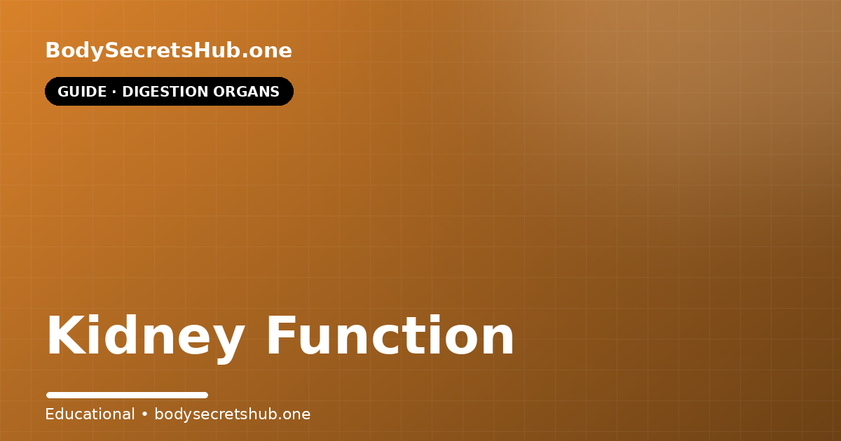 Kidney Function — illustrated overview