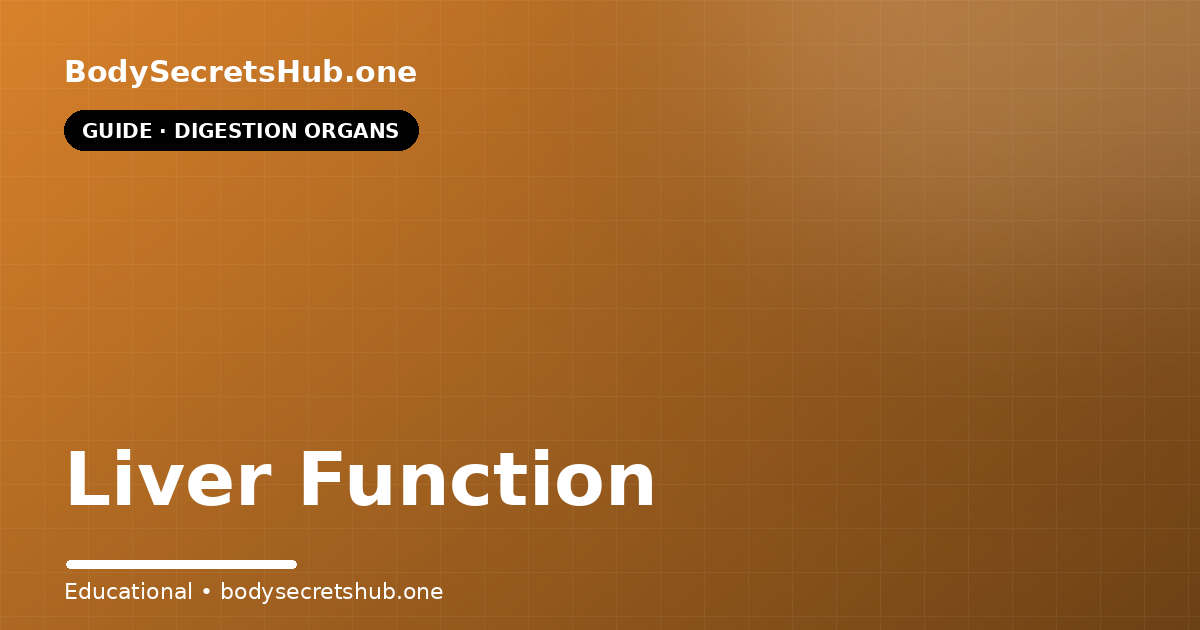 Liver Function — illustrated overview
