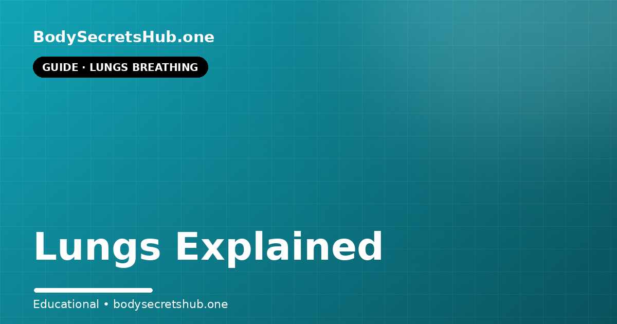 Lungs Explained — illustrated overview