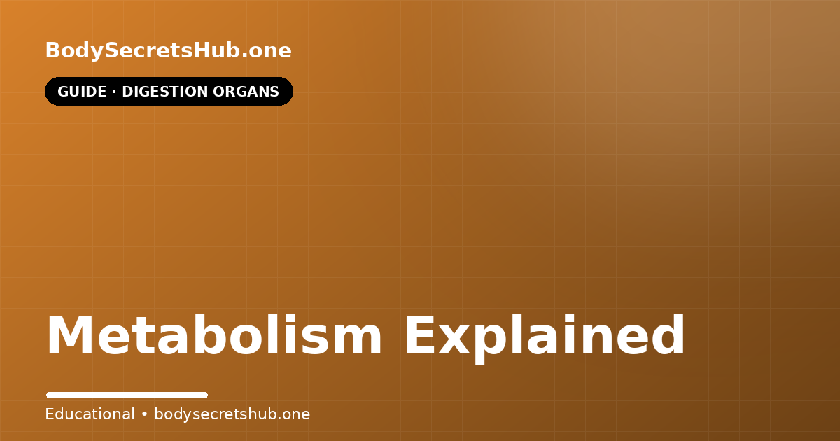 Metabolism Explained — illustrated overview