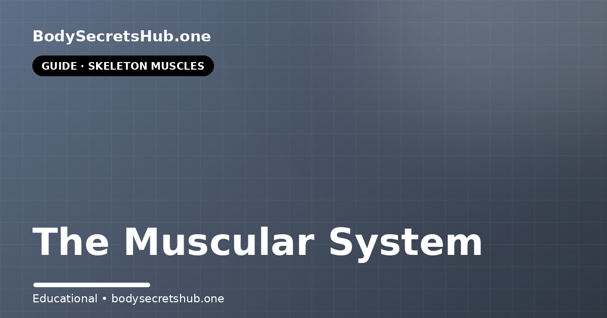 The Muscular System — illustrated overview