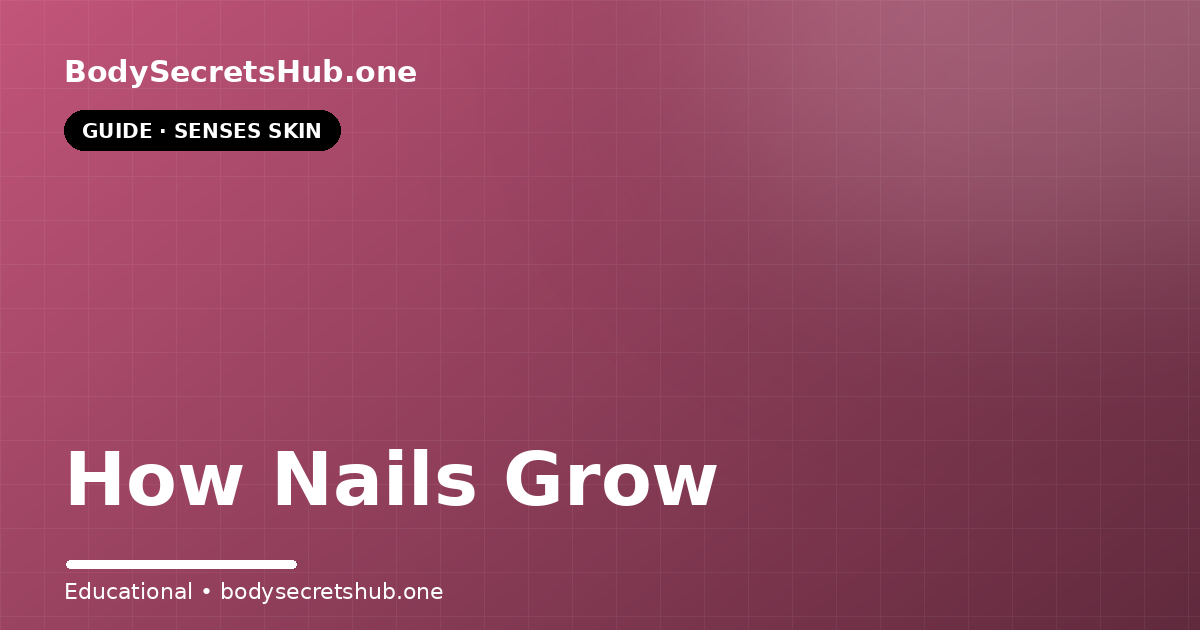 How Nails Grow — illustrated overview