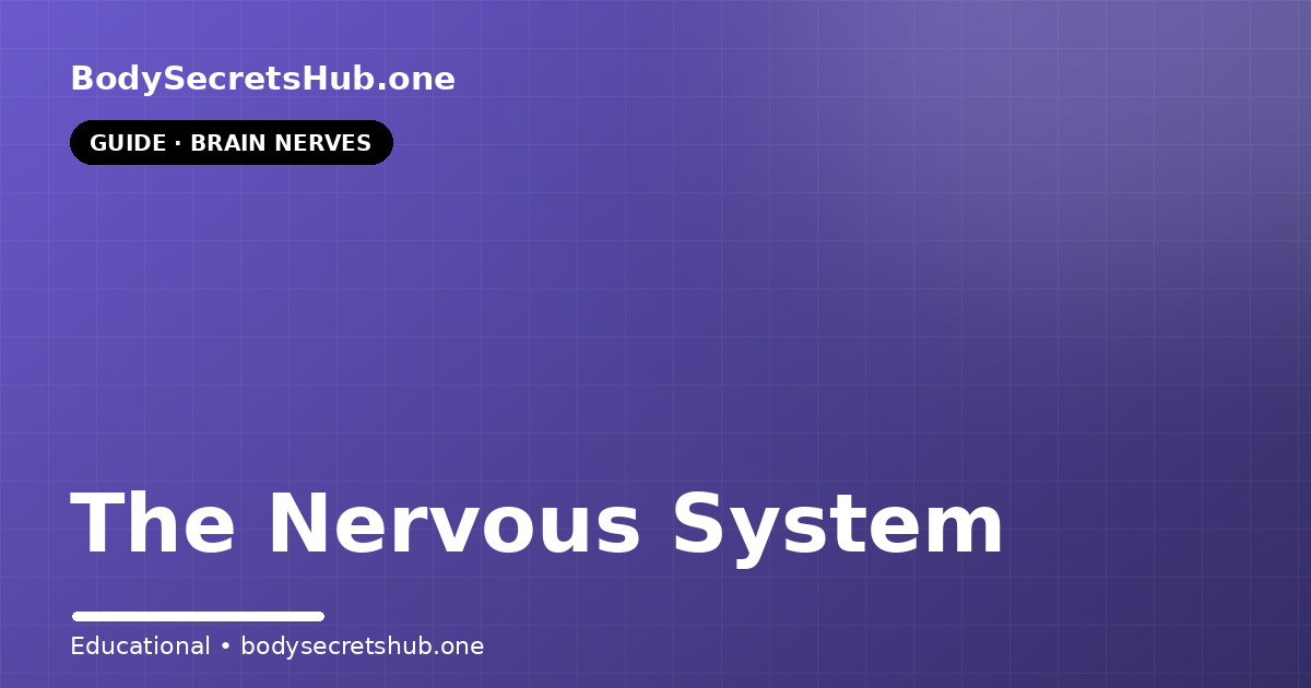 The Nervous System — illustrated overview