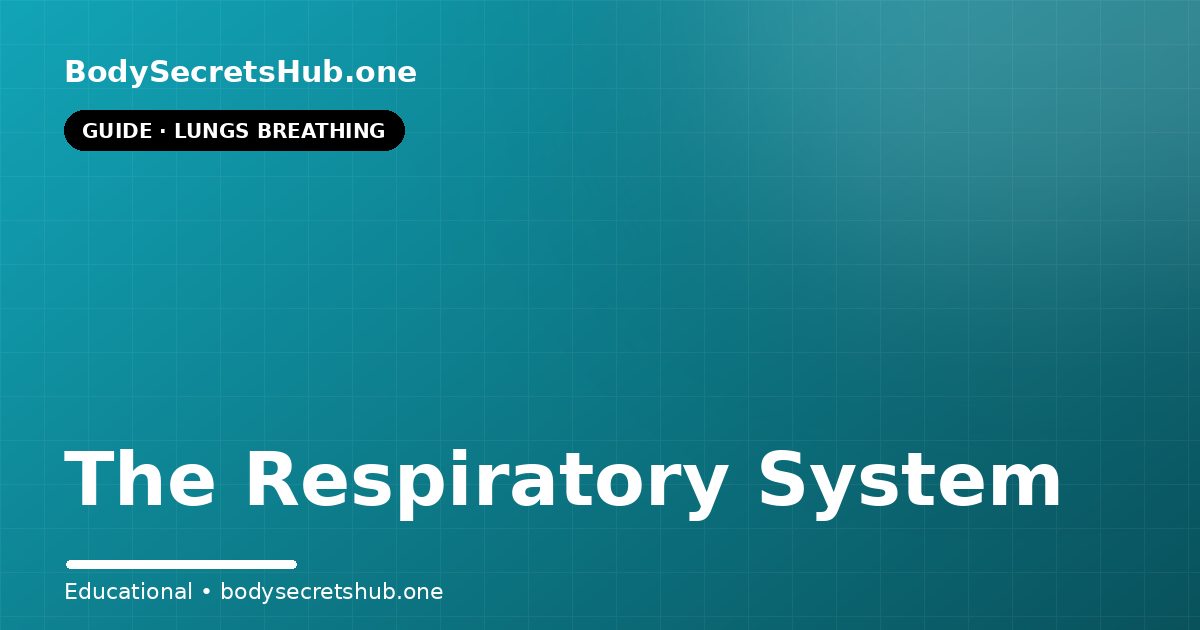 The Respiratory System — illustrated overview