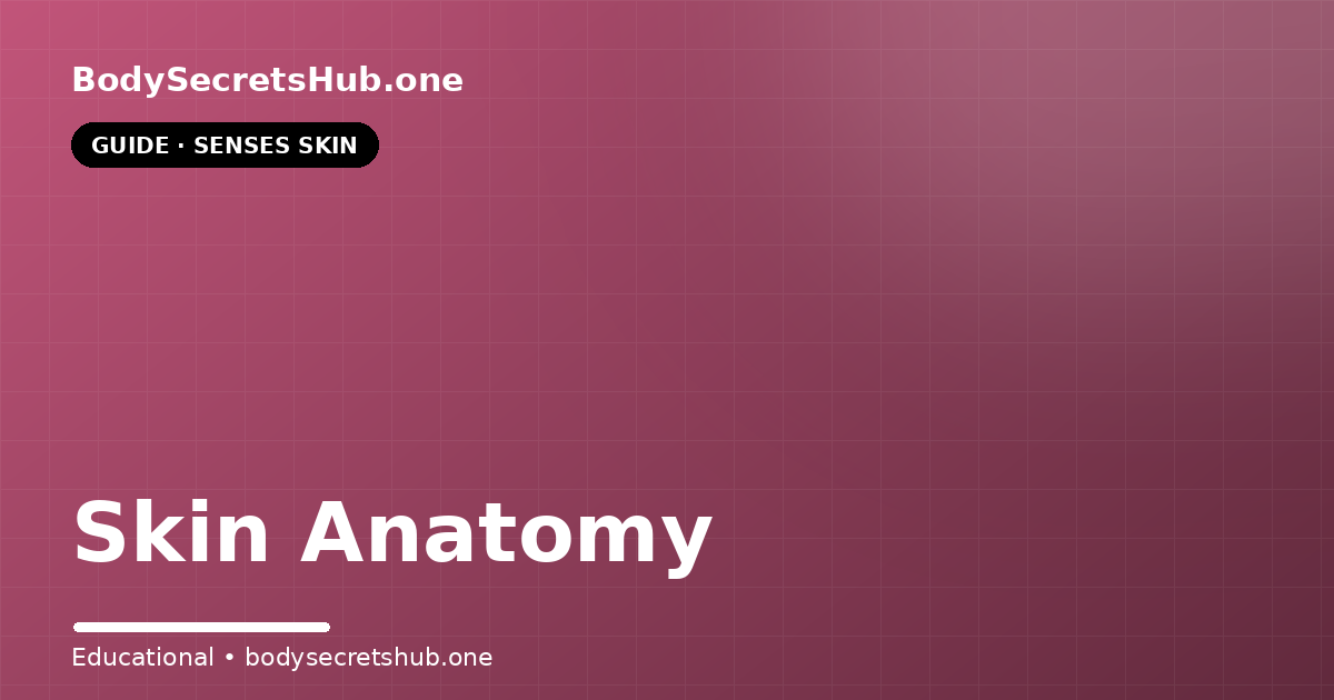 Skin Anatomy — illustrated overview